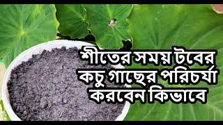 শীতের সময় টবের কচু গাছের পরিচর্যা করবেন কিভাবে HOW TO TAKE CARE TARO DURING WINTER