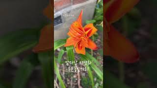 꽃 이름 아시는 분? 매년 여름 앞마당에 피는 꽃#야생화#꽃이름#런던