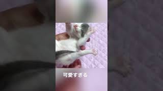 【可愛すぎる】赤ちゃん保護猫が目薬で超可愛い声を出す　ペット　動物　きゅん　胸キュン　ショート　short