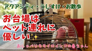 【ペット連れランチの聖地？！】お台場うしすけに行ってきたよ【おしゃべりモモイロインコの春ちゃん】