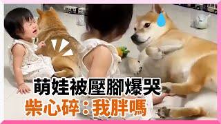 柴犬翻身用小肉肚壓萌娃大腿！她崩潰大哭...柴犬玻璃心碎：我胖嗎？｜泰山壓頂｜尷尬｜寵物｜精選影片