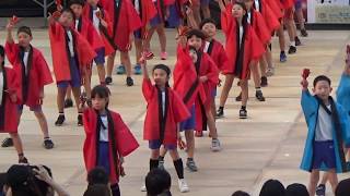 大川小学校　第19回YOSAKOIかすや祭り  土曜日