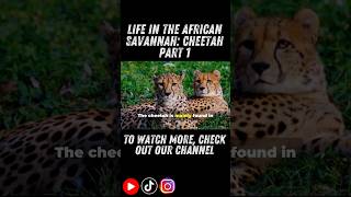 Life In The African Savannah Cheetah part 1