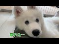 大型犬の初散歩が元気いっぱい！【サモエド】