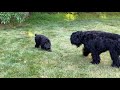 black russian terrier puppy and adult brt playing in the yard