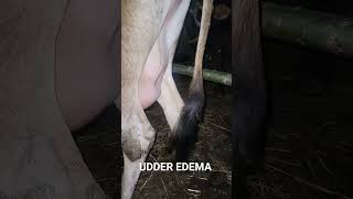 Udder edema in cows