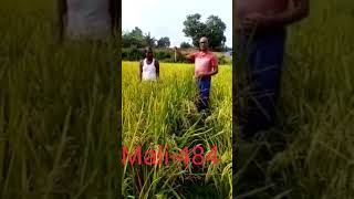 Mali hybrid 484 #agriculture #rabicrops #farming #mali #rice