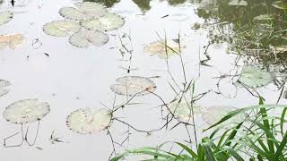 Brachythemis contaminata et Pseudothemis zonata