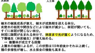 森の知識はぐくMOVIE「林分の発達段階」