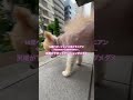 14歳ベビーフェイスポメラニアン【今日は雨で散歩出来ない】　 dog ポメラニアン シニア犬 可愛い