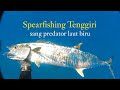 50 LBS shoot predator King Mackarel | Spearfishing ikan Tenggiri