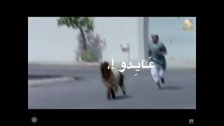 كفته خروف العيد 😂 ) شباب البومب + المقطع مو حقي