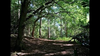 Walking Through Delamere Forest #walking #englishcountryside