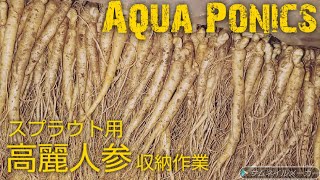 【アクアポニックス】スプラウト栽培＆加工用「高麗人参収納作業」 ドゥドゥアクアジャパン〈 DoDo Aqua Japan〉