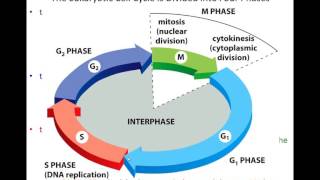 Lecture 17 - The Cell Cycle