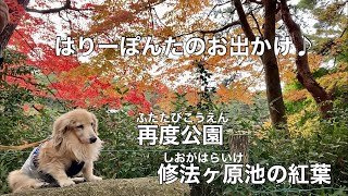 ミニチュアダックス  １８歳　はりーぽんたのお出かけ♪ 再度公園　修法ヶ原池の紅葉（兵庫県神戸市）