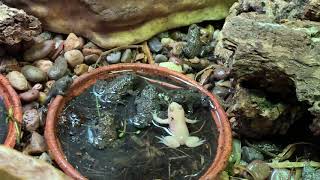 Albino bombina Variegata yellow bellied toad part 3