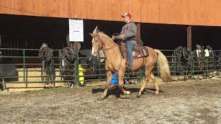 Sold 280- palomino TWH gelding