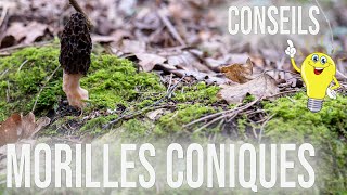 Morilles coniques : Mes conseils pour une bonne prospection.