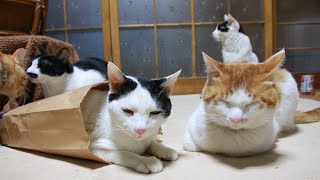 紙袋と猫たち　Cat and paper bag　220427