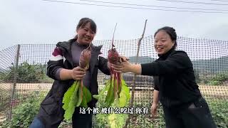 荒地变良田 意外大丰收 百合二郎出门在外一个多月农场田园没空打理，一回农场看到开荒的田园处处都是生机勃勃。#记录真实生活 #田园生活乐趣多 #海哥量地球 #地球村