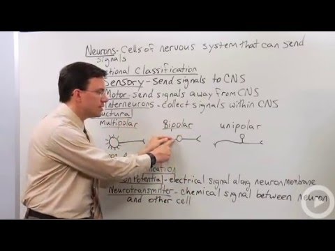Neurons Youtube
