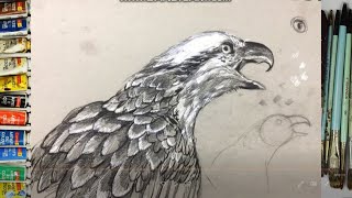 How to draw bird I pencile drawing I