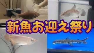 【アクアリストお宅訪問】以前撮影させて頂いた大型魚飼育者の方がお迎えしまくったのでまた撮影してきました！！