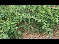 how to form low growing tomatoes on three stems. we remove all the excess