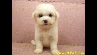 05/05 馬爾濟斯 maltese -母幼犬-日新犬舍