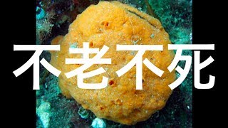 【不老不死】進化の奇跡？寿命を持たない不老の生き物たちをまとめてみた！