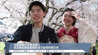 华府潮汐湖再现粉色樱花海 著名“胖墩”樱花树最后绽放【2024.03.20 八度空间午间新闻】