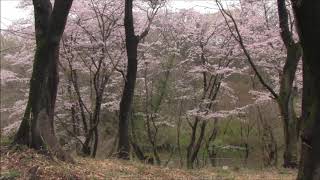 【旅エイター】桜前線『こどもの国・ビデオ映像②』　神奈川県横浜市・一人旅