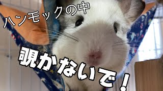 【チンチラ】ハンモックの中覗かないで！！　chinchilla