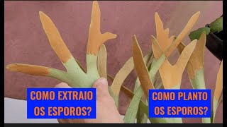 COMO EXTRAIR E PLANTAR OS ESPOROS DO PLATYCERIUM/CHIFRE DE VEADO