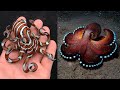 10 Most Beautiful Octopus Species In The World