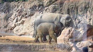 目に砂が入ったアルン君！　のんびり朝食を待つウタイママとスーリヤさん！　12月11日 上野動物園