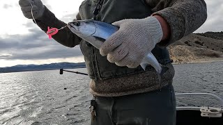 Kokanee Fishing in February