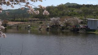 4월 정출 - 꽃비 내리는 의성에서/붕어낚시/대물낚시/산란 붕어낚시/봄날의 더위