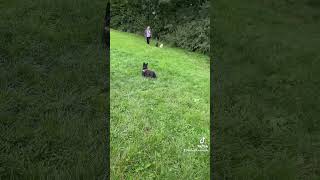 Scottie Dog Meet Up