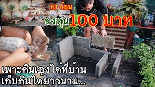 เพาะเห็ดกินเองที่บ้าน ลงทุน100บาท เก็บกินยาวนาน โรงเพาะอิฐบล็อค?