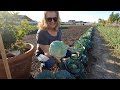 Harvesting & Giving Away Cabbage With My Mom! 🥬 // Garden Answer