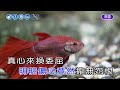 傷心第四台~黃乙玲~男dm調~伴奏~導唱丙