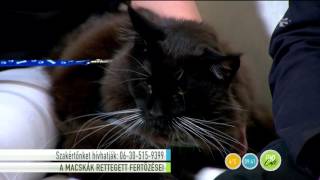 Az AIDS a macskákat is fenyegetheti! - tv2.hu/fem3cafe