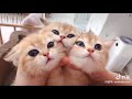 💗Funny And Cut Pets # Try Not To Laugh To These Pets Compilation #45💗 Tik Tok Funny Animals