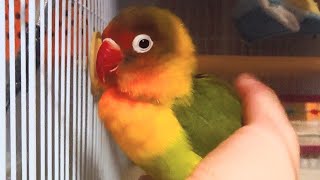 【お姉ちゃんにしか懐かないアロエちゃん(TдT)】ボタンインコ・コザクラインコ