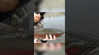 Beautiful Fish! Rainbow trout #fishing