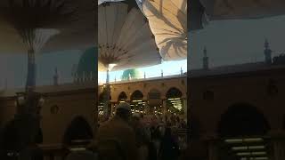 The pilgrims are sitting in front of Roza Rasool and waiting for Maghrib prayers #shorts #ytshorts