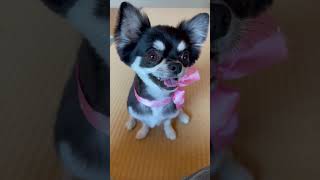 カットしたチョコちゃん💇🫧🧴#チワワ　#チワワ大好き  #chihuahua