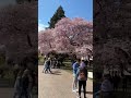 university of washington beautiful sakura in spring 2022